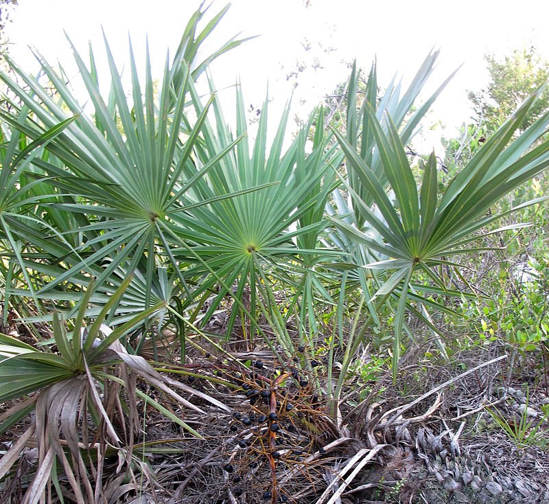 Saw palmetto