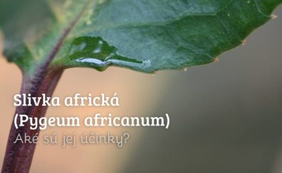 Slivka africká