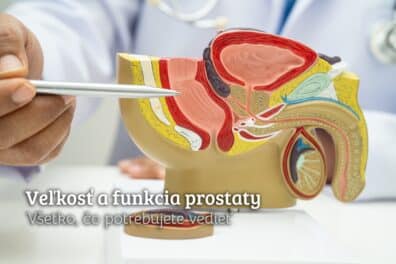 veľkosť a funkcia prostaty