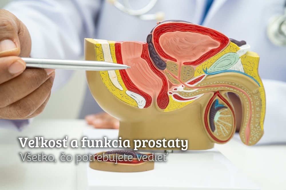 veľkosť a funkcia prostaty